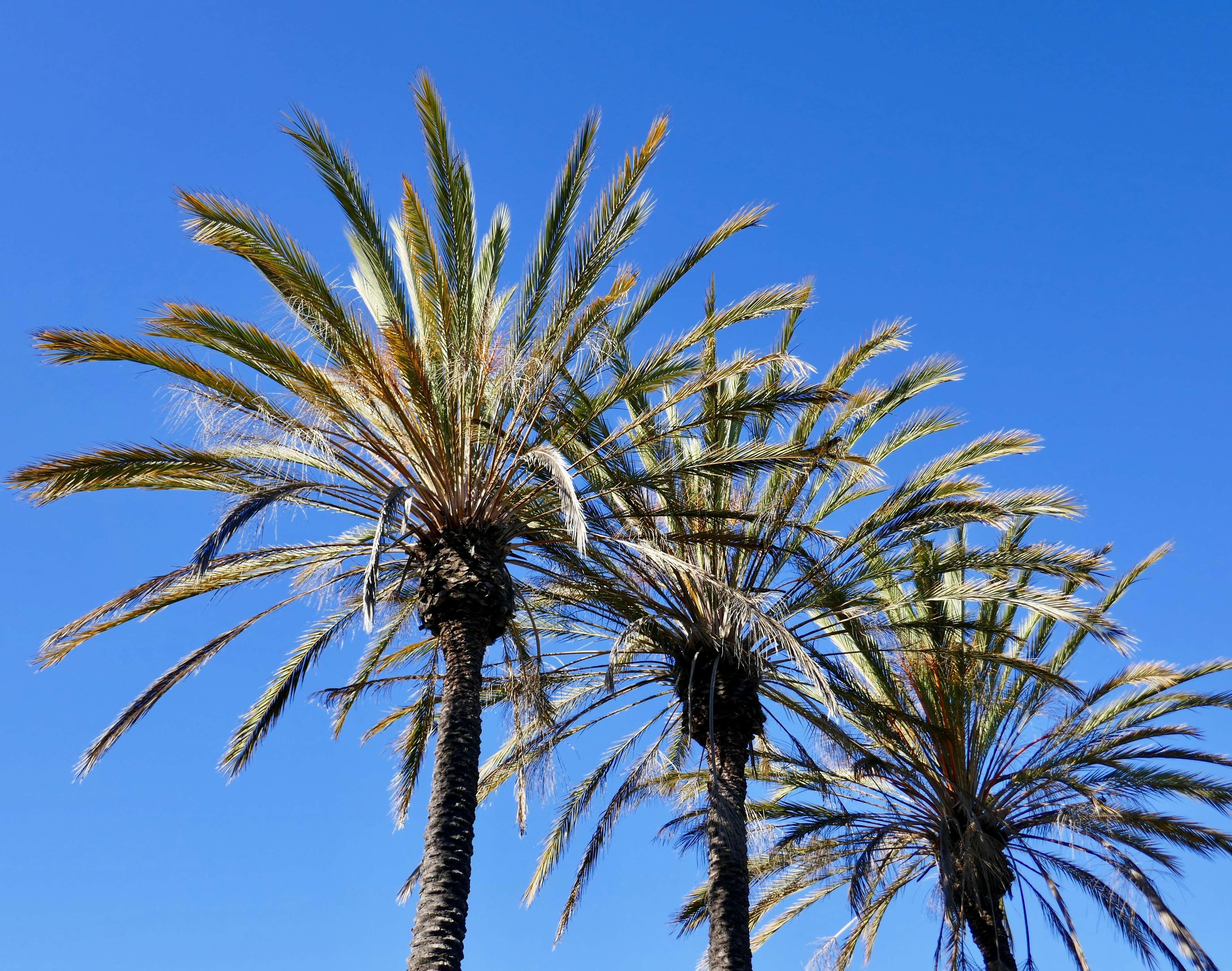 Best Western Golden Sails Hotel Long Beach Exteriör bild